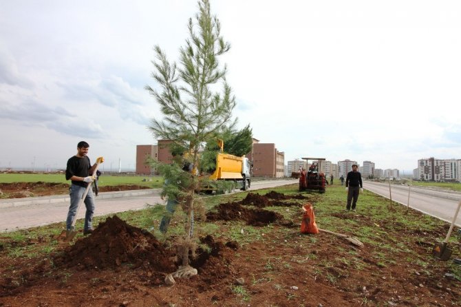Bağlar Belediyesi refüjleri ağaçlandırıyor