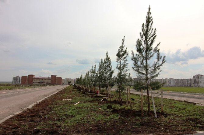 Bağlar Belediyesi refüjleri ağaçlandırıyor