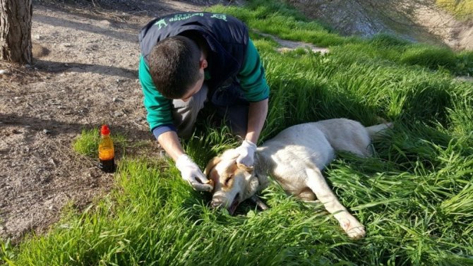 Suriye sınırında bulunan yaralı köpek askerler tarafından kurtarıldı