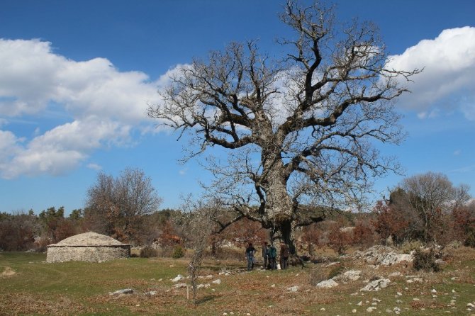 Büyükşehir Tarihin Tanıkları Anıt Ağaçlara Sahip Çıkıyor