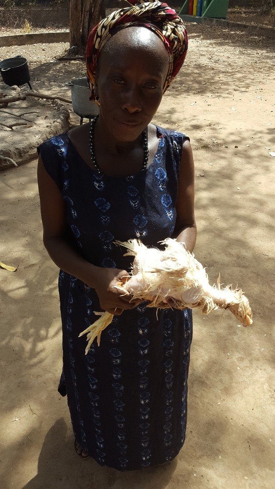 TİKA’dan Gine Bissaulu kadınlara Tavukçuluk Geliştirme Projesi