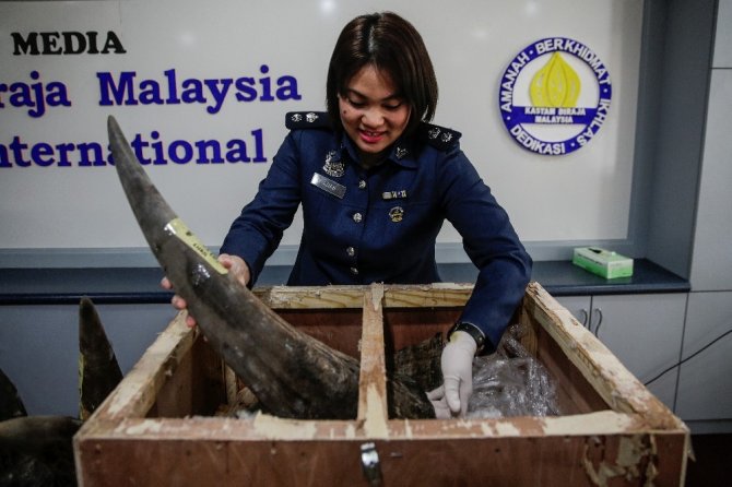 ’Sanat objesi’ dediler gergedan boynuzu çıktı