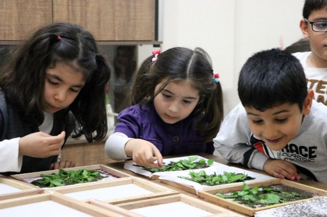 Evlerinde ipek böceği yetiştirerek 6 bin lira kazanacaklar