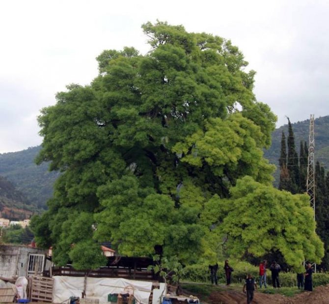 Kuşadası’nda 300 yıllık anıt ağaç için seferberlik