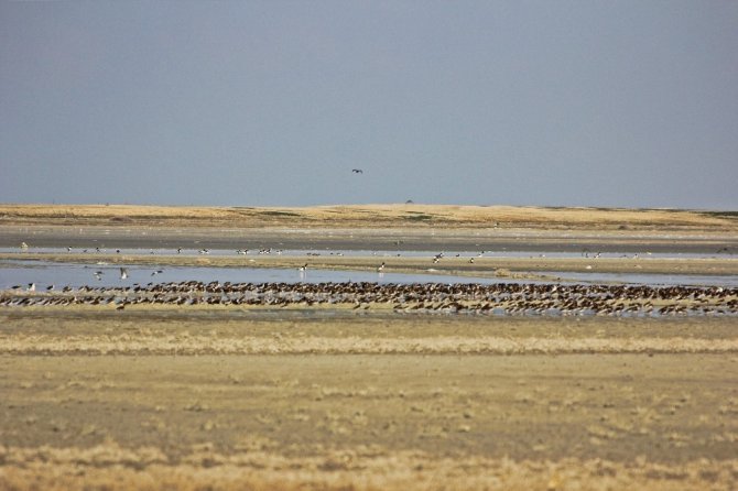 Su oranı arttı kuşlar Seyfe Gölüne aktı
