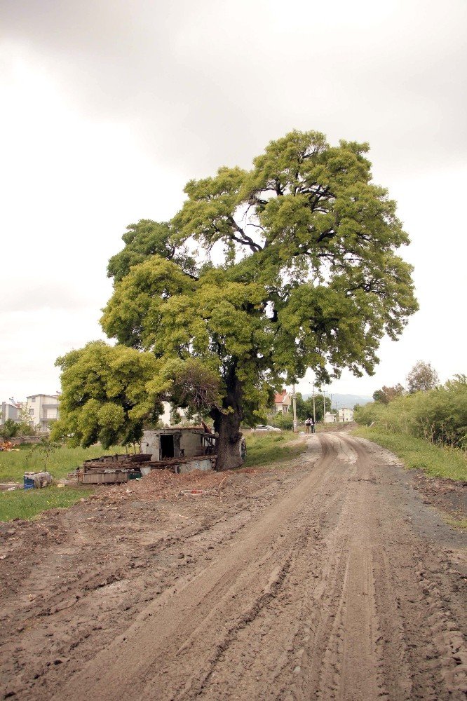 300 yıllık anıt ağaç için kanalizasyon hattının güzergahı değiştirildi, yüksek gerilim hattı toprak altına alındı