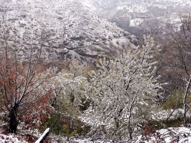 Aydın’da kar ile bahar bir arada