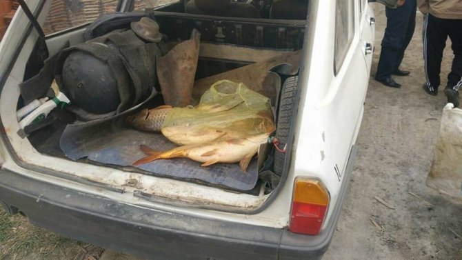 Beyşehir’de elektro şok ile avlanan balıklar ele geçirildi