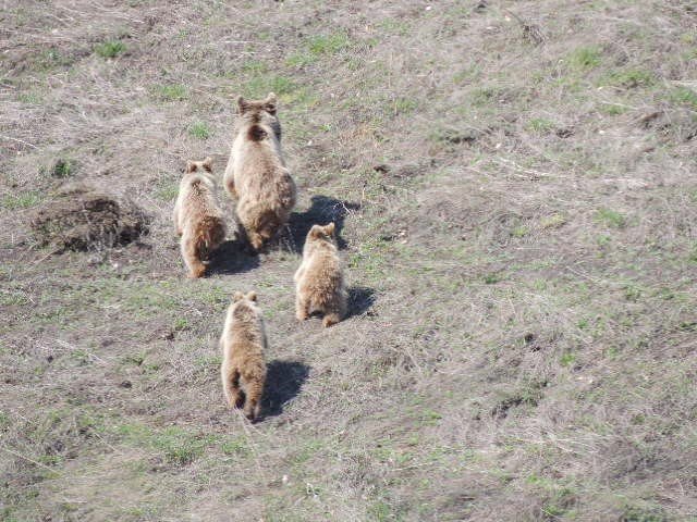 Beslenmeye inen anne ayı ve yavruları görüntülendi