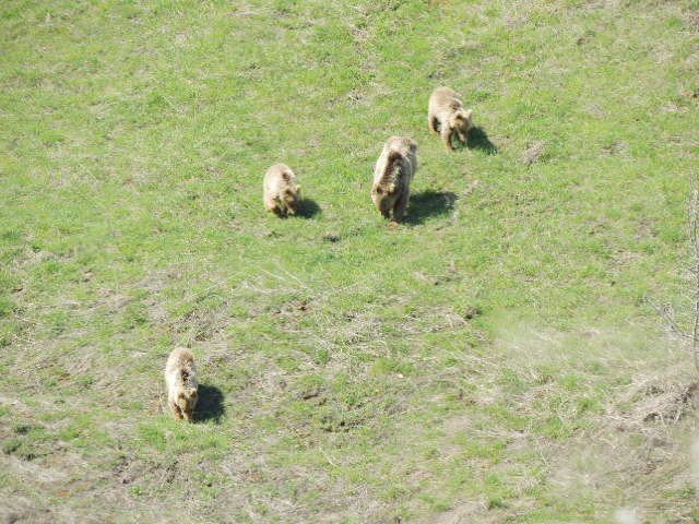 Beslenmeye inen anne ayı ve yavruları görüntülendi