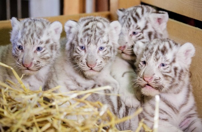 Dört Bengal kaplan yavrusu görücüye çıktı