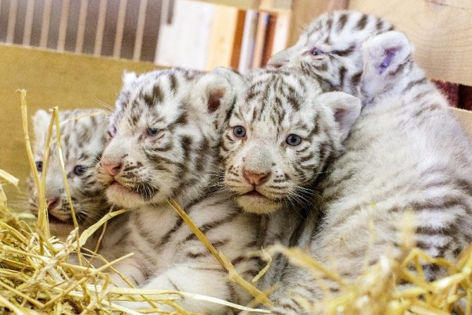 Dört Bengal kaplan yavrusu görücüye çıktı