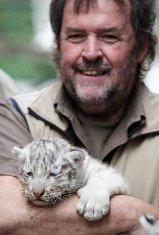Dört Bengal kaplan yavrusu görücüye çıktı