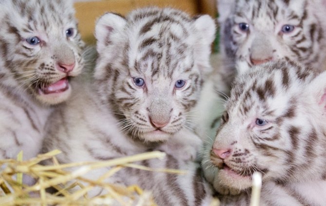 Dört Bengal kaplan yavrusu görücüye çıktı