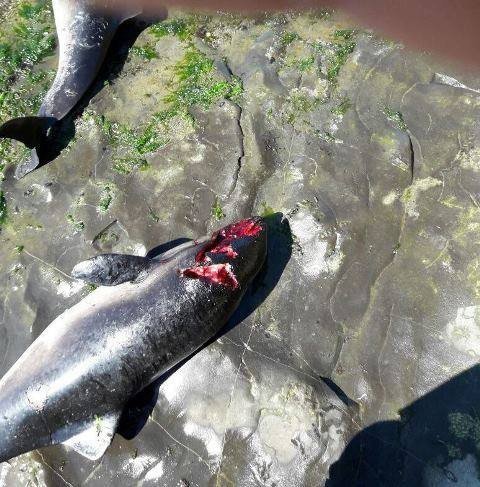 Akçakoca sahiline ölü yunus balıkları vurdu