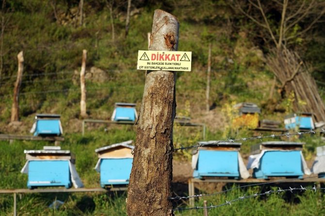 Arı kovanlarını ayılardan korumak için nöbet tutuyorlar