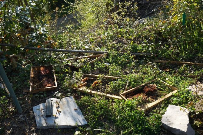 Arı kovanlarını ayılardan korumak için nöbet tutuyorlar