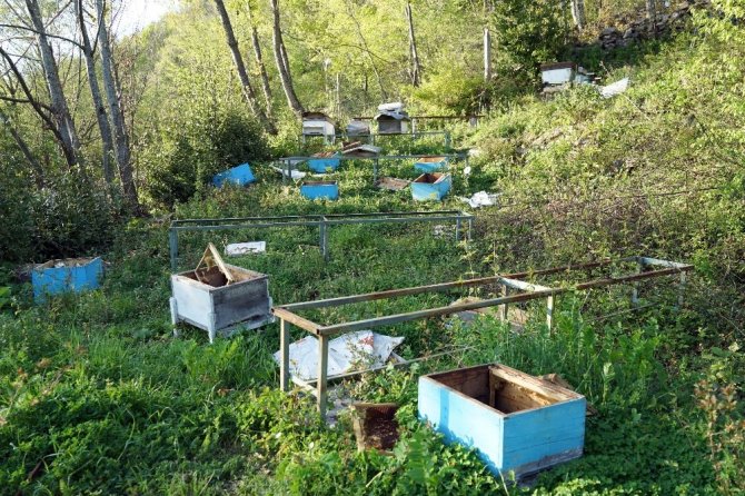 Arı kovanlarını ayılardan korumak için nöbet tutuyorlar