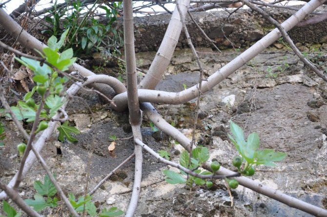 Duvarda yetişen incir ağacı meyve verdi