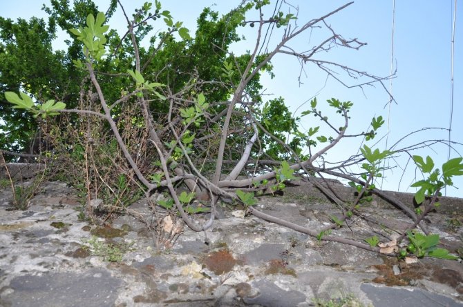 Duvarda yetişen incir ağacı meyve verdi