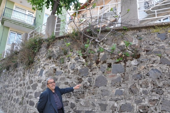 Duvarda yetişen incir ağacı meyve verdi