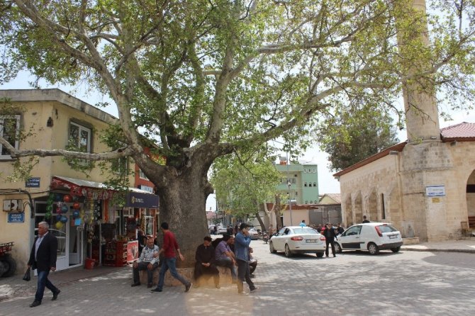 600 Yıllık çınar ağacı Tut ilçesinin simgesi