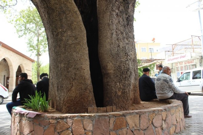 600 Yıllık çınar ağacı Tut ilçesinin simgesi