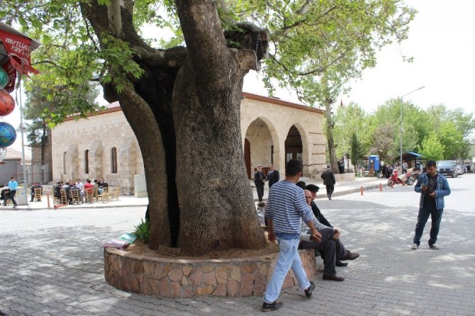 600 Yıllık çınar ağacı Tut ilçesinin simgesi