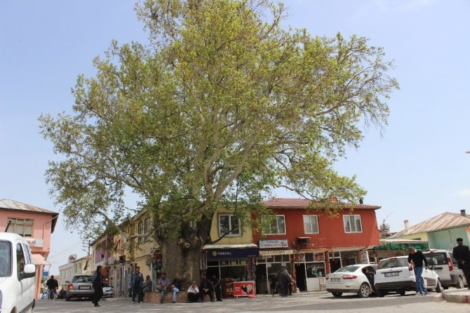 600 Yıllık çınar ağacı Tut ilçesinin simgesi