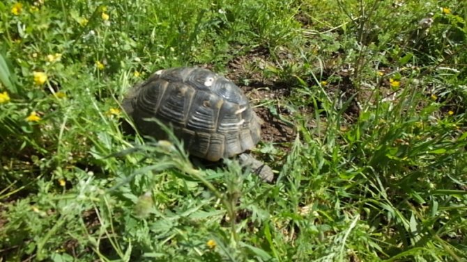Bahçesinde kaplumbağa besliyor