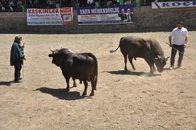 Artvin’de Geleneksel Boğa Güreşleri devam ediyor