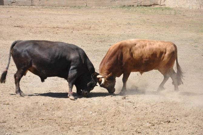 Artvin’de Geleneksel Boğa Güreşleri devam ediyor