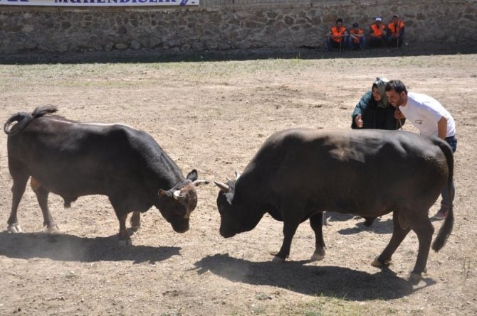 Artvin’de Geleneksel Boğa Güreşleri devam ediyor