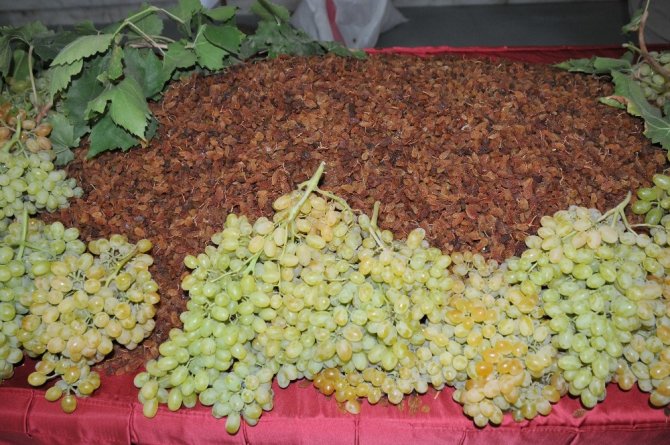 Çekirdeksiz kuru üzümde erken hasadın faturası 100 milyon lira