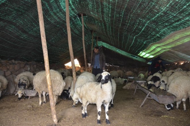 Göçebe çoban, zorlu yaşam koşulları nedeniyle hiç şehir görmedi