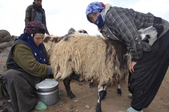 Göçebe çoban, zorlu yaşam koşulları nedeniyle hiç şehir görmedi