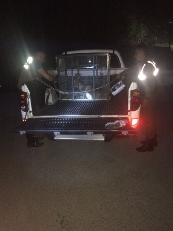 Rize’de yaralı geyik bulundu