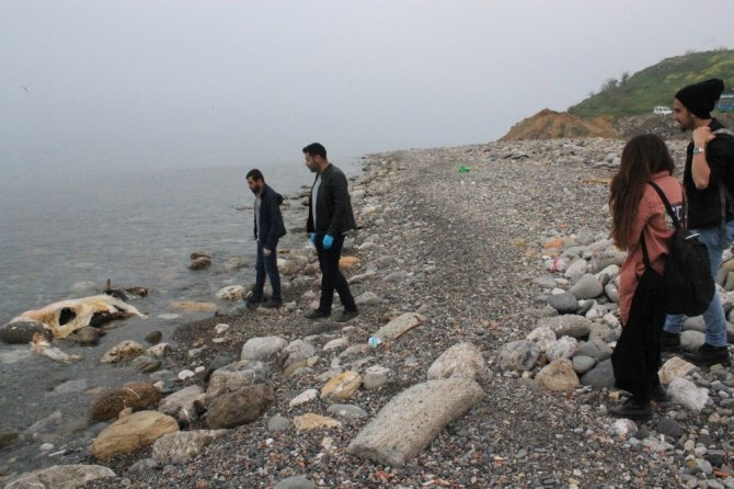 Sahile ölü inek vurdu