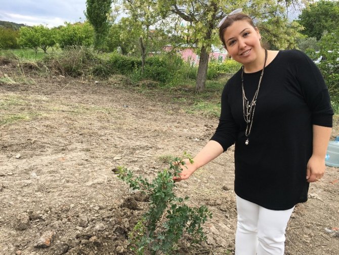 Türkiye, kilosu bin 500 liraya kadar çıkan sakız üretiminde iddialı