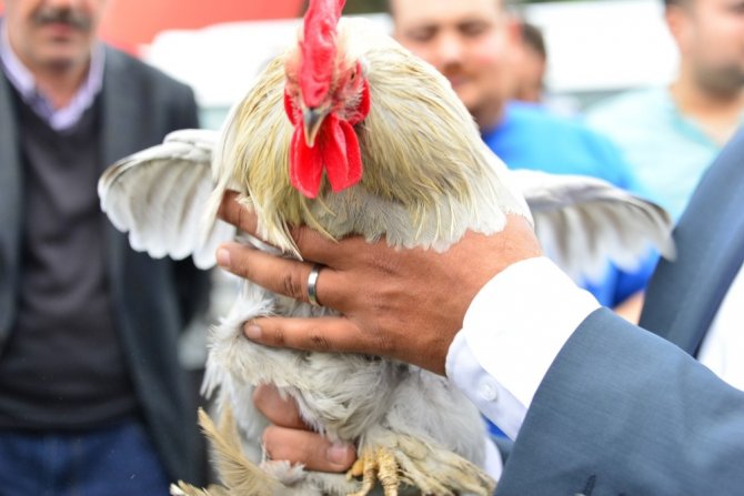 Süs tavukları açık arttırmayla satıldı