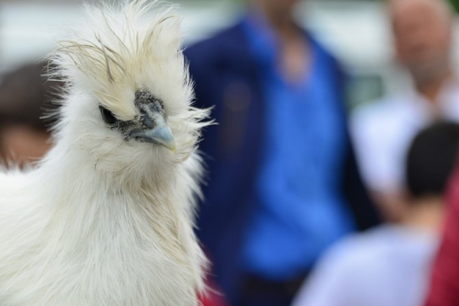 Süs tavukları açık arttırmayla satıldı