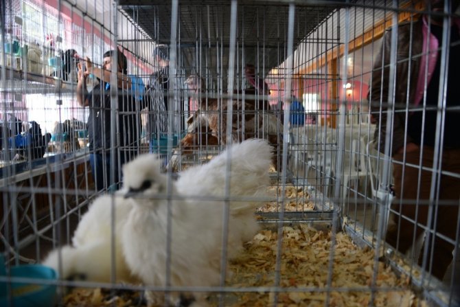 Süs tavukları açık arttırmayla satıldı