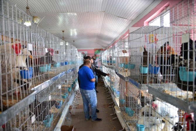 Süs tavukları açık arttırmayla satıldı