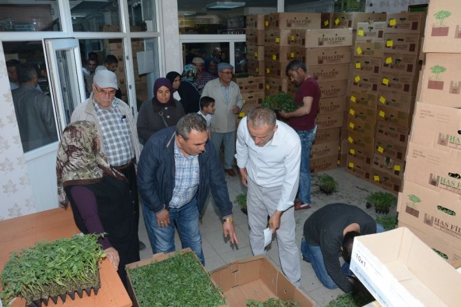 Aksaray’da çiftçilere 700 bin adet sebze fidesi dağıtıldı
