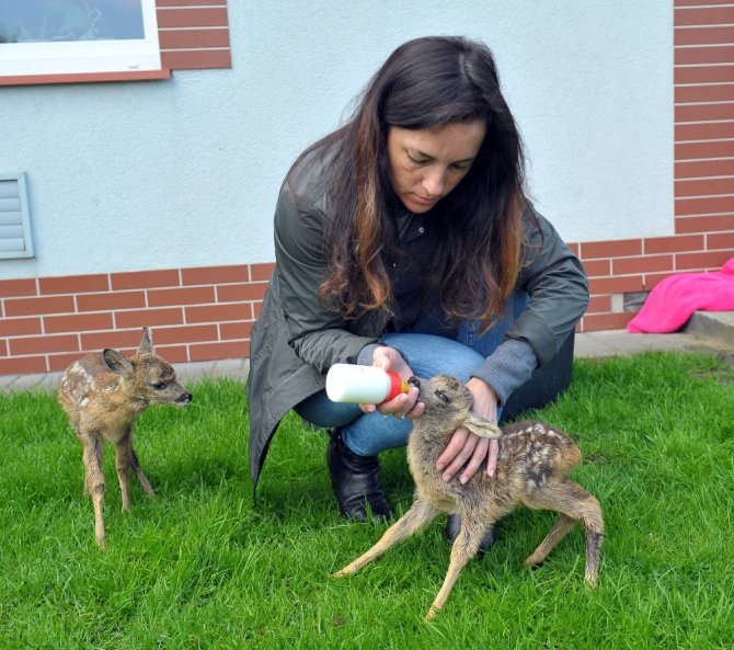 İki yavru geyik koruma altına alındı