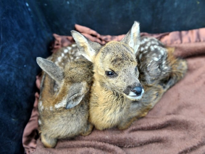İki yavru geyik koruma altına alındı
