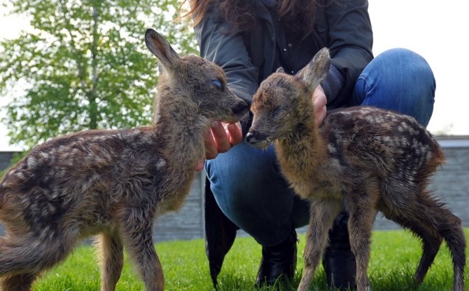 İki yavru geyik koruma altına alındı