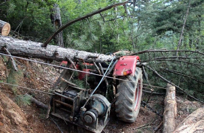 Üzerine ağaç devrilen işçi hayatını kaybetti