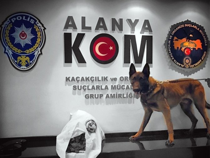 Otomobildeki Uyusturucu Polis Kopegi Esco Ya Takildi Otomobildeki Uyusturucu Polis Kopegi Esco Ya Takildi