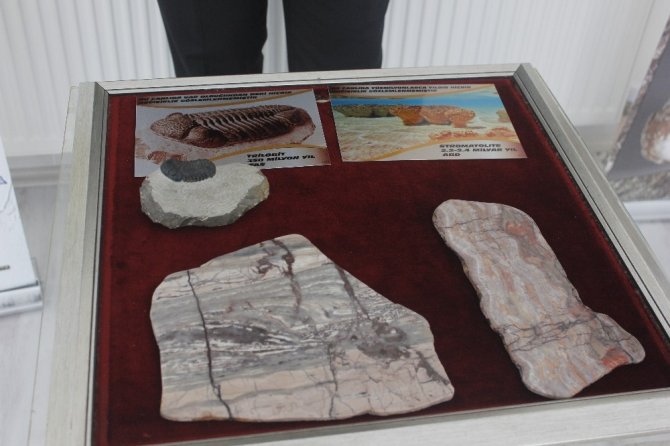 2,4 milyar yıllık fosil dünyada ilk defa Çankırı’da sergileniyor